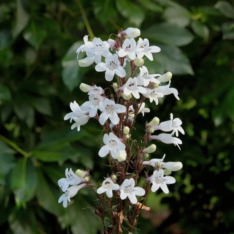 Foxglove Beardtongue - Penstemon digitalis (red form)